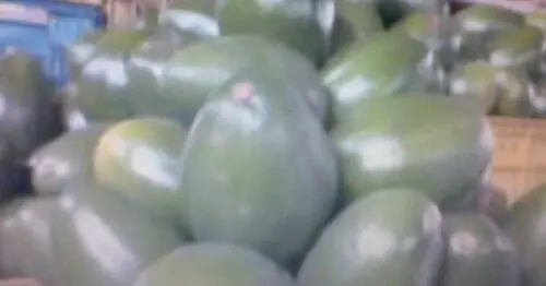 PRODUCTORA DE AGUACATES LTDA BOGOTÁ PRODUCTORA DE AGUACATES LTDA BOGOTÁ